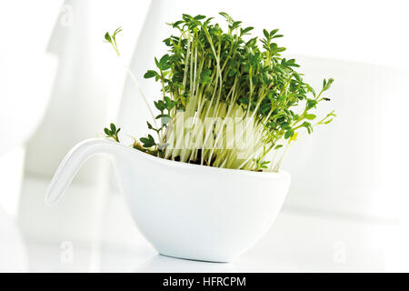 Gartenkresse oder Pfeffer Grass (Lepidium Sativum) wächst in einer Porzellanschüssel Stockfoto