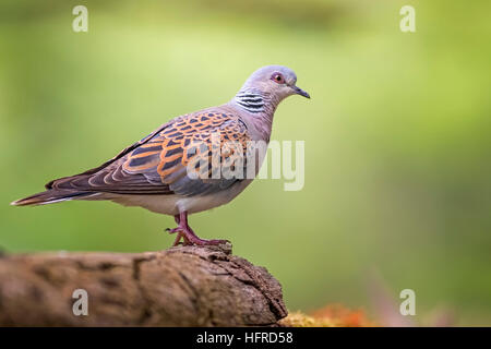 Turtle dove (Streptopelia Turtur), Nationalpark Kiskunság, Ungarn Stockfoto