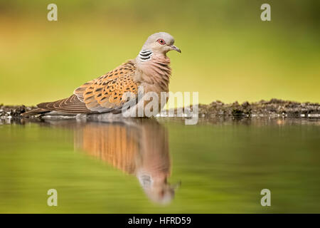 Turtle dove (Streptopelia Turtur) in Vogel Bad, Reflexion, Nationalpark Kiskunság, Ungarn Stockfoto