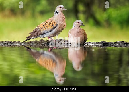 Schildkröte Taube (Streptopelia Turtur), paar stehenden Vogel Bad, Reflexion, Nationalpark Kiskunság, Ungarn Stockfoto