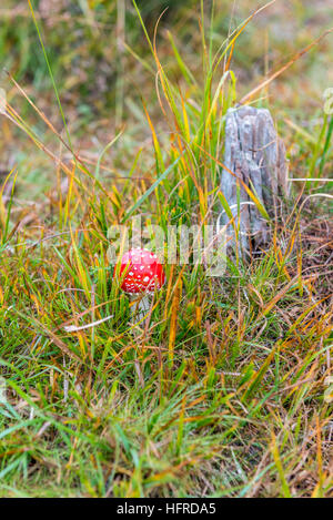 Berkshire-Wald Stockfoto