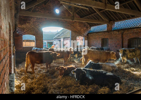 Männer und junge Rinder Überwinterung in einem Hof Scheune Heu essen anzeigen. Stockfoto