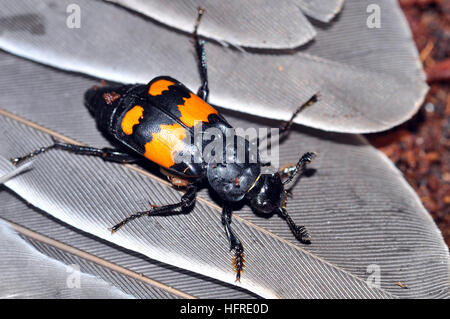 Sexton Käfer (Nicrophorus vespilloides) Stockfoto