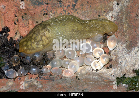 Gelbe slug (Limacus Flavus) mit Eier Stockfoto