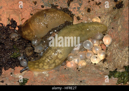 Gelbe slug (Limacus Flavus) mit Eier Stockfoto