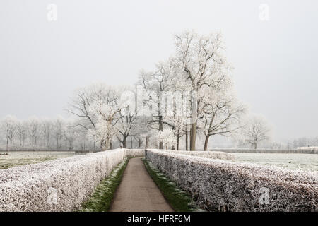 Die Rhijnauwenselaan mit Bäumen und Hecken weißer Frost an einem bewölkten Tag im Winter. Bunnik, Niederlande. Stockfoto