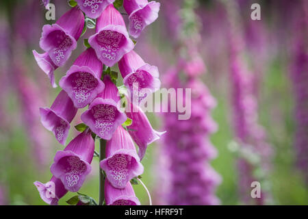 Fingerhut Blumen. Stockfoto