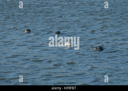 Gruppe von Seehunden schwimmen. Stockfoto