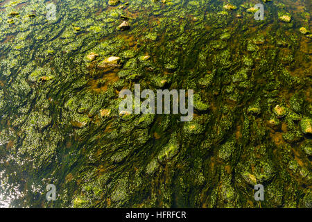 Wasser fließt über Unkraut und Steinen in seichten Fluss. Stockfoto