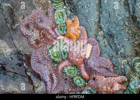 Gruppe von Seesterne und Seeanemonen. Stockfoto