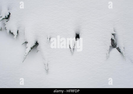 Blätter durch frisch gefallenen Schnee verdeckt. Stockfoto
