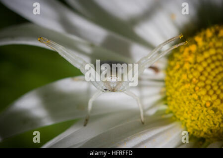 Eine weiße Blume Krabbenspinne (Misumena Vatia) wartet auf die bestäubenden Insekten auf den Blütenblättern ein Oxeye Daisy. Stockfoto