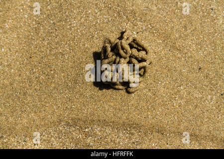 Wurm wirft der Wattwurm oder Interpretation Marina zusammengerollt auf einem Strand. Schließen Up "oder" Makro. Stockfoto