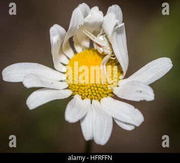 Eine weiße Blume Krabbenspinne (Misumena Vatia) wartet auf die bestäubenden Insekten auf den Blütenblättern ein Oxeye Daisy. Stockfoto