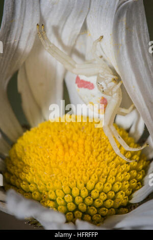 Eine weiße Blume Krabbenspinne (Misumena Vatia) wartet auf die bestäubenden Insekten auf den Blütenblättern ein Oxeye Daisy. Stockfoto