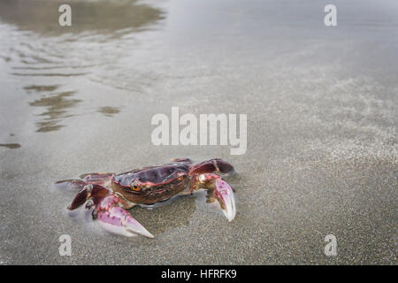 Lila Shore Crab (Hemigrapsus Nudus) am Strand im Redwood National Park, Kalifornien, USA. Stockfoto