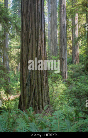 Immense Altwachstum Kalifornien Mammutbäume im Redwood National Park, Kalifornien, USA. Stockfoto