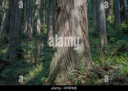 Immense Altwachstum Kalifornien Mammutbäume im Redwood National Park, Kalifornien, USA. Stockfoto