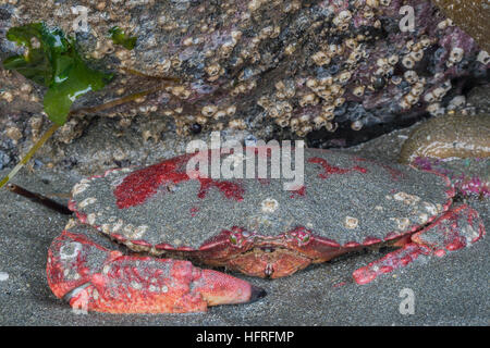 Eine Pacific Rock-Krabbe hockt im Sand bei Ebbe im Redwood National Park, Kalifornien, USA. Stockfoto