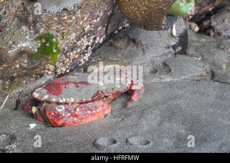 Eine Pacific Rock-Krabbe hockt im Sand bei Ebbe im Redwood National Park, Kalifornien, USA. Stockfoto