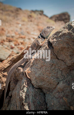 Great Basin collared Eidechse (Crotaphytus Bincinctores) in der Sonne aalen. Stockfoto