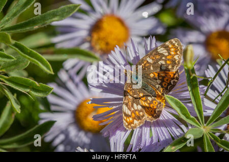 Ein Schmetterling auf einer Blüte lila Aster. Stockfoto