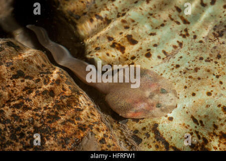 Ein rocky mountain Tailed frog tadpole (Ascaphus montanus). Diese bemerkenswerte Art besitzt eine Reihe von ungewöhnlichen anatomischen Strukturen. Stockfoto