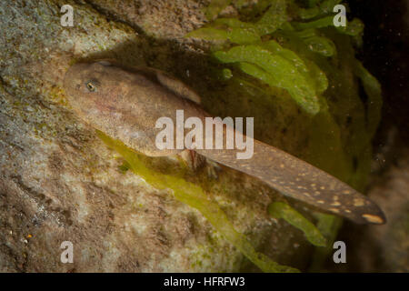 Ein rocky mountain Tailed frog tadpole (Ascaphus montanus). Diese bemerkenswerte Art besitzt eine Reihe von ungewöhnlichen anatomischen Strukturen. Stockfoto