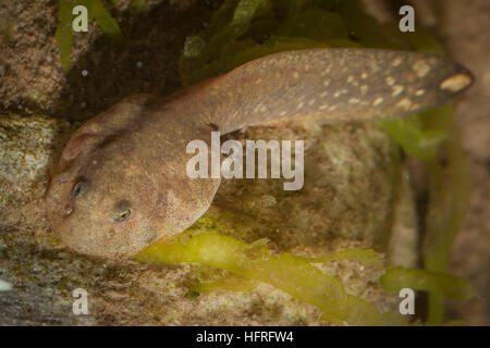 Ein rocky mountain Tailed frog tadpole (Ascaphus montanus). Diese bemerkenswerte Art besitzt eine Reihe von ungewöhnlichen anatomischen Strukturen. Stockfoto