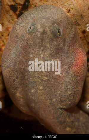 Nahaufnahme einer rocky mountain Tailed frog tadpole (Ascaphus montanus). Diese bemerkenswerte Art besitzt eine Reihe von ungewöhnlichen anatomischen Strukturen. Stockfoto