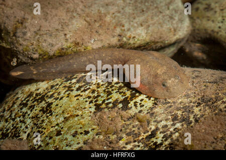 Ein rocky mountain Tailed frog tadpole (Ascaphus montanus). Diese bemerkenswerte Art besitzt eine Reihe von ungewöhnlichen anatomischen Strukturen. Stockfoto