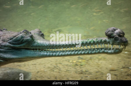 Unterwasserfoto ein Gangesgavial (Gavialis Gangeticus), eine vom Aussterben bedrohte Krokodil. Stockfoto