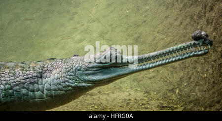 Unterwasserfoto ein Gangesgavial (Gavialis Gangeticus), eine vom Aussterben bedrohte Krokodil. Stockfoto