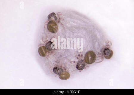 Habronattus oregonensis Schlüpflinge, immer noch an der Oberfläche des Eies sac. Auf weißem Hintergrund fotografiert. Stockfoto