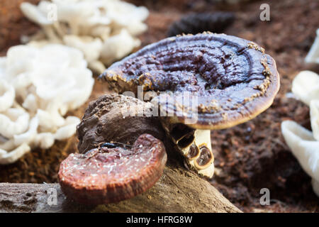 Frische Reishi Pilz für Display, Fotoarchiv Stockfoto