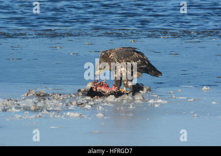 Juvenile Weißkopf-Seeadler, Kanada-Gans auf dem Eis der teilweise zugefrorenen See Essen Stockfoto