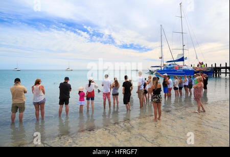 Menschen säumen den Strand die Delphine in Monkey Mia zu sehen. Western Australia Stockfoto