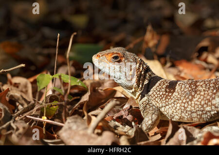 Unterschieden Cuvieri, allgemein bekannt als die Kragen Iguanid Eidechse, Leguan Kragen oder madagassische Kragen Leguan. Ankarafantsika Nationalpark, Madagasc Stockfoto