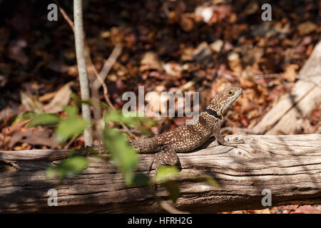 Unterschieden Cuvieri, allgemein bekannt als die Kragen Iguanid Eidechse, Leguan Kragen oder madagassische Kragen Leguan. Ankarafantsika Nationalpark, Madagasc Stockfoto