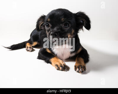 Langhaarige Chihuahua Welpen auf weißem Hintergrund Stockfoto