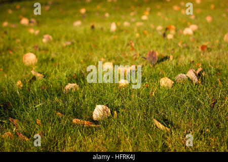 Blätter verstreut auf dem grünen Rasen Rasen. Stockfoto