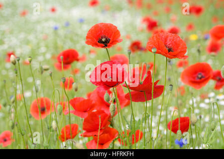 Papaver Rhoeas wächst auf einer Wiese. Mohnblumen in einem Feld. Stockfoto