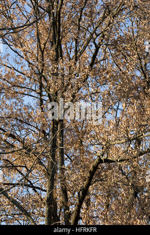 Quercus Acutissima. Sägezahn Eiche im Winter. Stockfoto