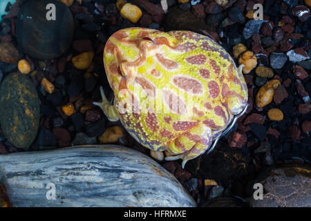 Albino Pac-Man Frosch, gehörnten Frosch (Ceratophrys Ornata) im tank Stockfoto