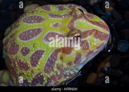 Albino Pac-Man Frosch, gehörnten Frosch (Ceratophrys Ornata) im tank Stockfoto