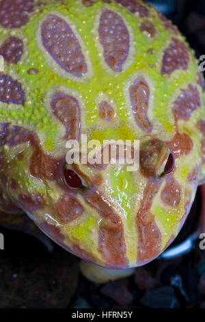 Albino Pac-Man Frosch, gehörnten Frosch (Ceratophrys Ornata) im tank Stockfoto