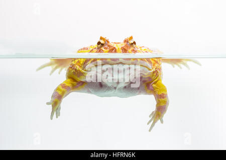 Albino-Pac-Man-Frosch, gehörnten Frosch (Ceratophrys Ornata) auf weißem Hintergrund Stockfoto