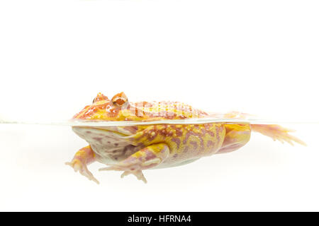 Albino-Pac-Man-Frosch, gehörnten Frosch (Ceratophrys Ornata) auf weißem Hintergrund Stockfoto