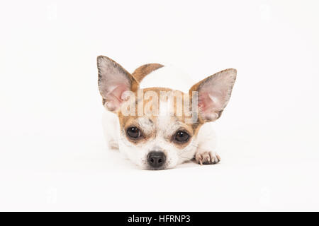 Chihuahua liegend mit dem Kopf auf dem Boden in einer Off-White Umgebung mit Augen öffnen Stockfoto