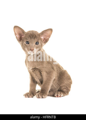 Niedliche sitzend grau blau sitzen Orientalisch Kurzhaar Baby Katze Kätzchen mit blauen Augen, die vor der Kamera auf einem weißen Hintergrund isoliert Stockfoto